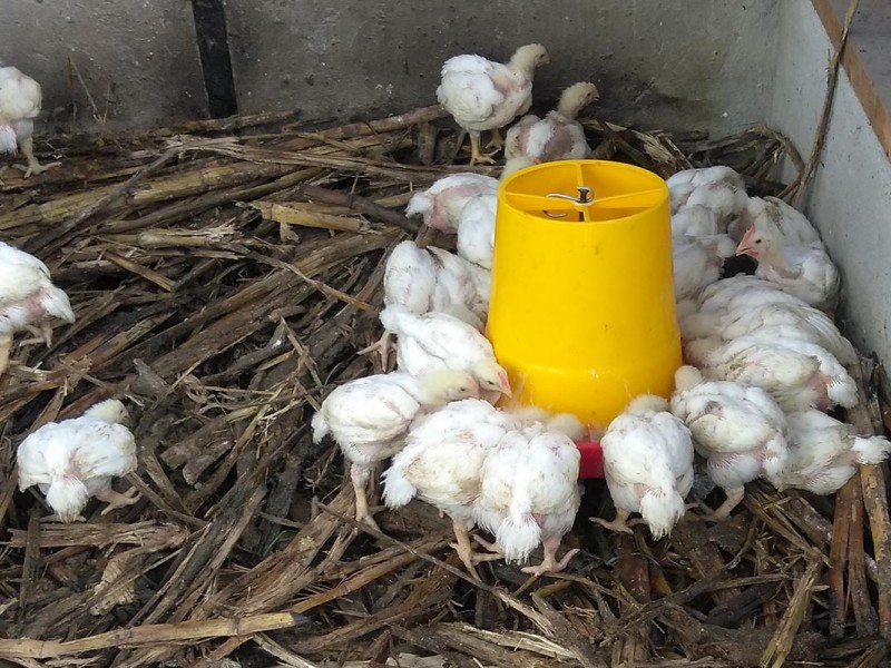 Poultry Farming